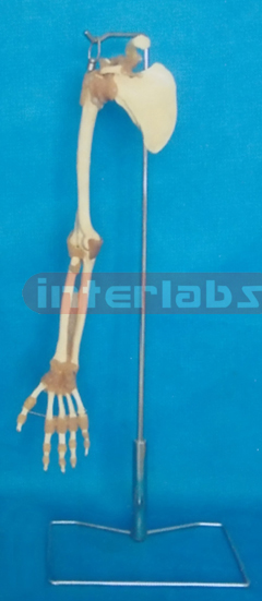 BIG ADULT ARM BONE WITH SCAPULA AND CLAVICLE AND THREE JOINTS WITH LIGAMENTS